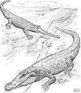 Crocodile Krokodil Colorare Coccodrillo Cocodrilos Americano Gavial Cocodrilo Alligators Ganges Disegnare Gharial Disegno sketch template