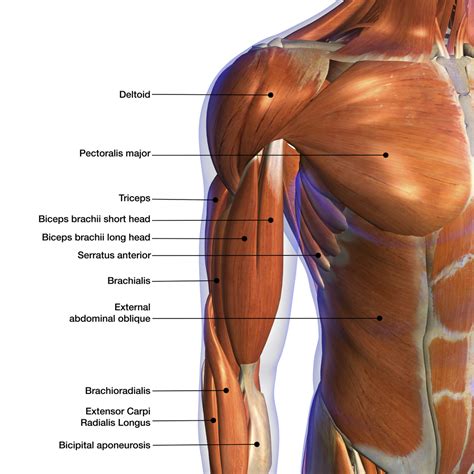 muscle biceps brachial anatomie musculation tirement   porn