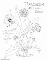 Coloring Dandelion sketch template