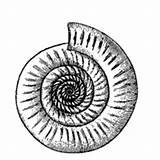 Fossil Surfnetkids Ammonite sketch template