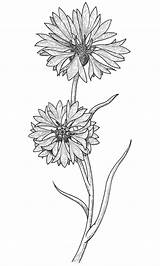 Cornflower Coloring Drawing Tattoo Drawings Cornflowers Flower Behance Designlooter Search Google 96kb 1000px Botanical Illustration sketch template