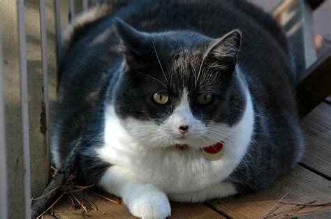 cat   fat      lose weight cat