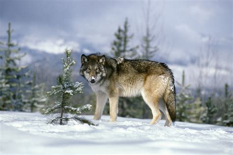 conservation group calls trump admin decision  revoke gray wolves endangered species