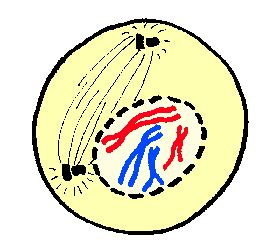 quia mitosis phases