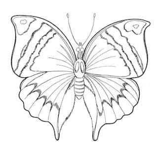 butterfly coloring pages learn  coloring