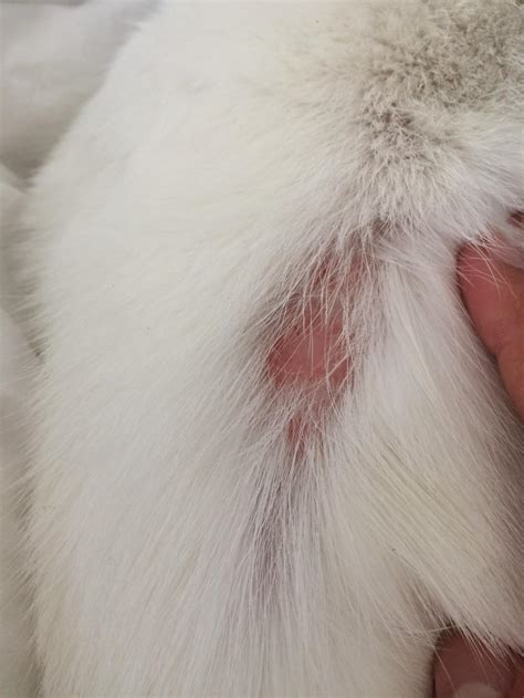 Attached Pictures My Cat Has A Patch Of Fur Missing And Her Exposed