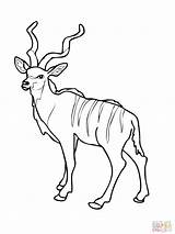 Coloring Pages Animal Antelope Kudu Pronghorn Impala Drawings Choose Board Easy sketch template