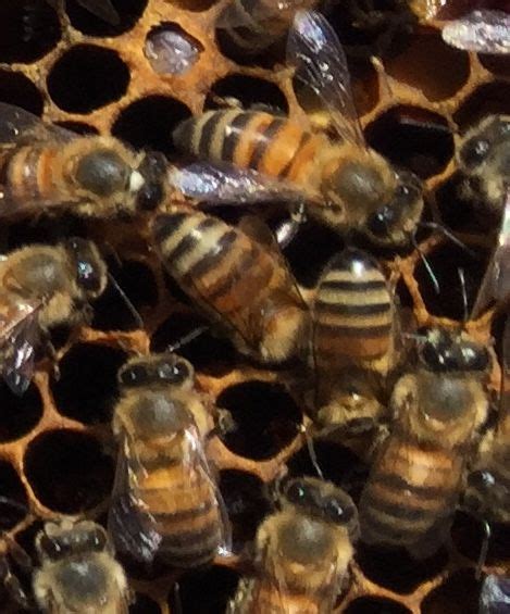 our honeybees closeup photo san diego ca butterfly photos birds