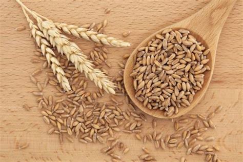 great explanation   people  choose spelt  modern wheat alkaline