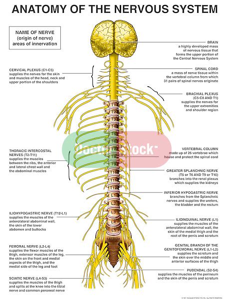 anatomy   nervous system doctor stock