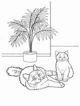Coloring Pages Cats Cat Print sketch template