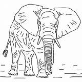 Coloring African Elephant Pages Old sketch template
