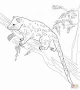 Quoll Coloring Spotted Pages Tail Drawing Printable sketch template