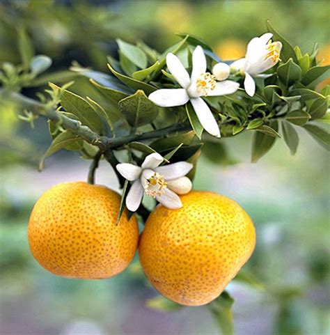 orange blossom koklaya beaute sante par les plantes