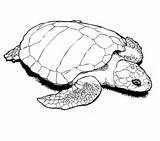 Turtle Leatherback Sea Drawing Coloring Getdrawings Printable sketch template