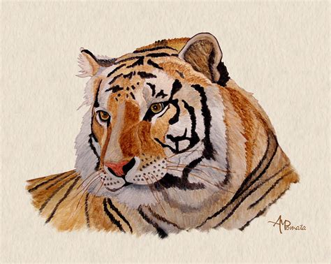 bengal tiger watercolor painting  angeles  pomata fine art america