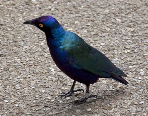 file glossy starling blue and purple bird 3 4872087117