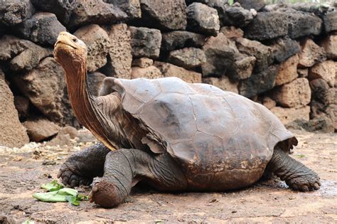 Diego The Tortoise Whose High Sex Drive Helped Save His Species