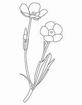 Buttercup Coloring Pages Flower Yellow Spring Printable Drawing Lab Getdrawings Color Popular Getcolorings Finch Coloringhome sketch template