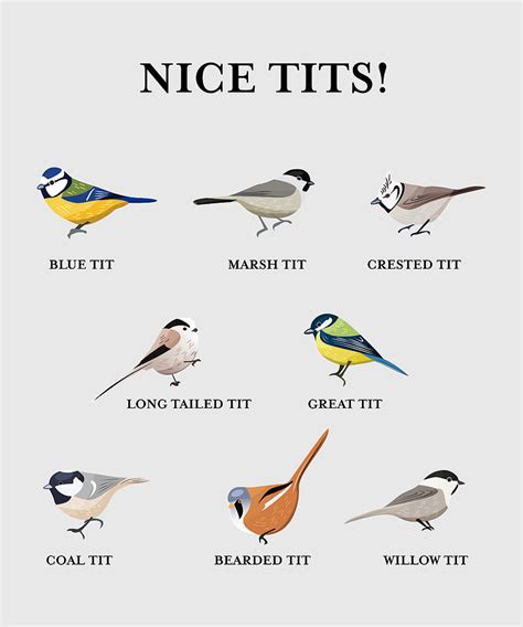 Nice Tits Funny Birdwatching Bird T Digital Art By P A Fine Art