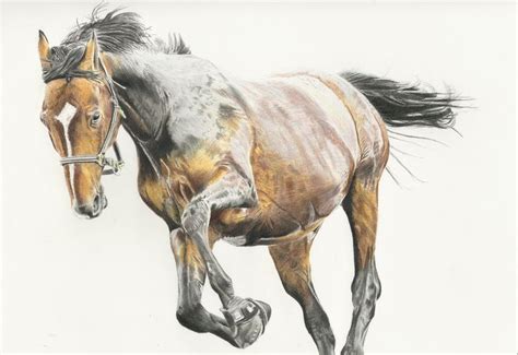 horse fine art print colored pencil drawing colored pencil drawing