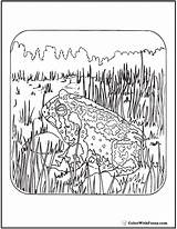 Coloring Pages Adult Wilderness Adults Toad Printable Patriotic Colorwithfuzzy sketch template