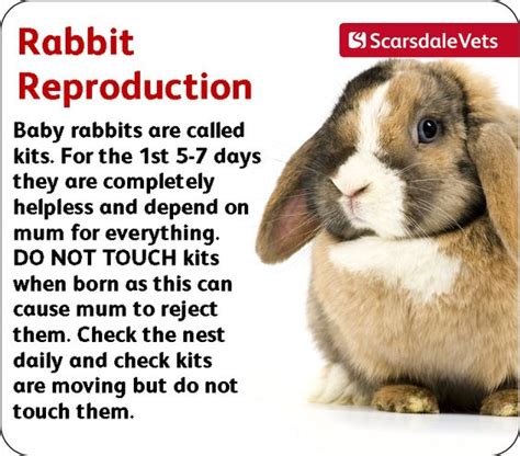 rabbit reproduction pet healthcare information pinterest rabbit