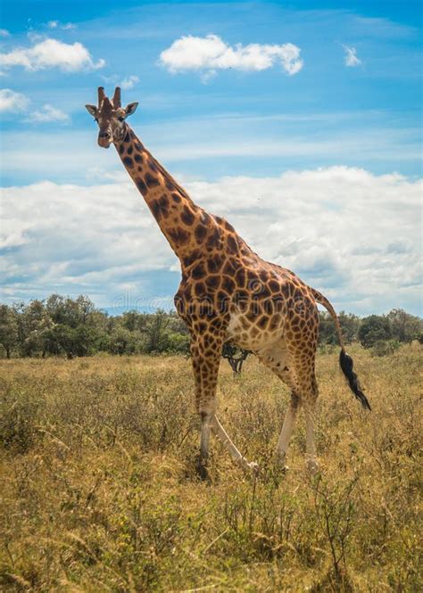 giraffes in masai mara safari park kenya africa stock