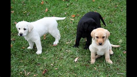 Labrador Puppies Playing Around In Yard Very Cute