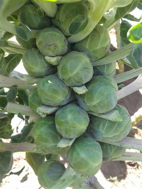 grow brussels sprouts earth food  fire