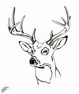 Deer Coloring Head Buck Drawing Pages Tail Whitetail Face Tailed Adult Baby Deers Clipart Doe Mother Drawings Reindeer Sketch Getdrawings sketch template