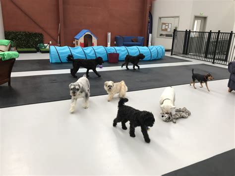 pet   lollipups doggy day care hastings hawkes bay