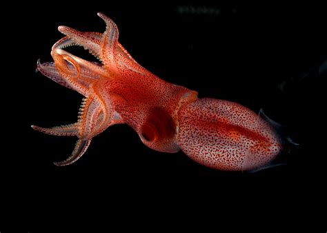 multimedia gallery cockeyed squid histioteuthis heteropsis nsf