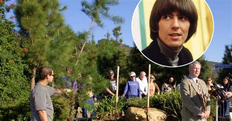 beatles star george harrison s memorial tree dies after being infested by beetles mirror online