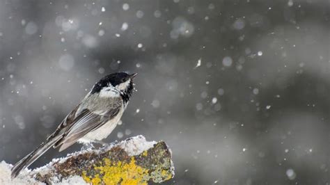 Popular Us Bird Grows Brain Tissue To Survive Brutal Winter