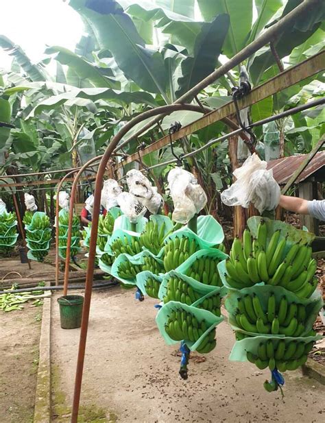 cuidados del cultivo de banano
