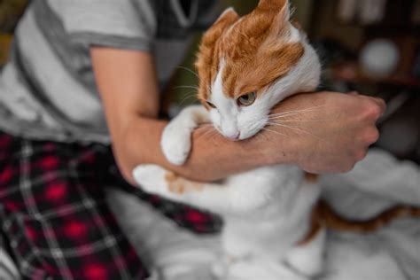 cat bite infection symptoms     vet approved advice
