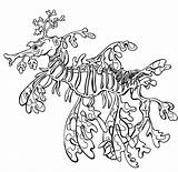 Coloring Pages Sea Leafy Seadragon Dragon Sheets Colouring Adults Drawing Adult Ocean Designlooter Fish Drawings 585px 97kb sketch template