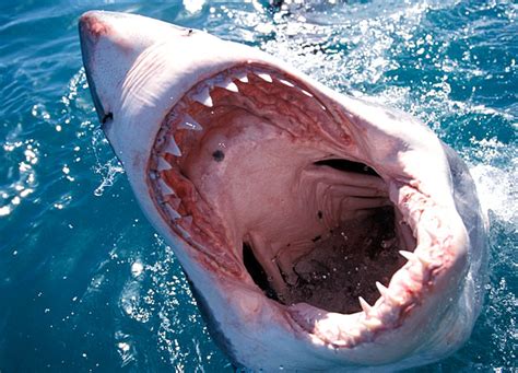how shark attacks work mapquest travel