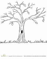 Tree Bare Coloring Pages Choose Board Colouring sketch template