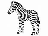 Zebra Zebras Giraffe Malvorlage Coloringhome Clipartmag sketch template