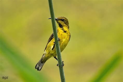 sunbird  sunbird brian evans flickr