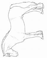 Welsh Cob Kleurplaat Paarden Paard Malvorlagen Pferderassen Pony Leeuwinnen Oranje Pencil Rassen Stemmen Tekening Tekeningen Malvorlagen1001 Downloaden Kleurplaten sketch template
