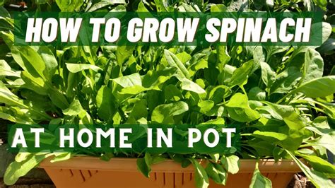 grow spinach  home  pots  container easy   grow