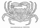 Crab Adult Coloring Doodle Oceanic Antistress Drawn Sea Vector Hand Details High Shutterstock Footage Vectors Illustrations Music Search sketch template