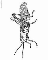 Grasshopper Insect sketch template