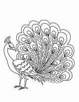 Peacock Coloring Pages Drawing Outline Peafowl Printable Elegant Male Kids Bird Colouring Color Simple Getdrawings Getcolorings Adult Sketch Sheets Colorful sketch template