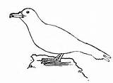 Shearwater Manx Colouring sketch template