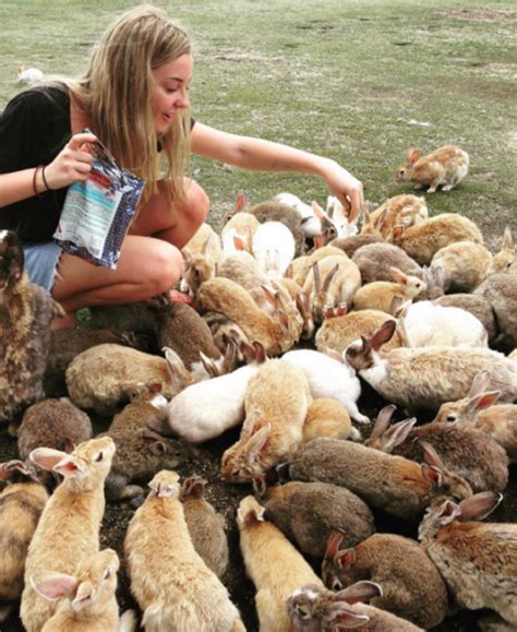 There Is A Rabbit Island In Japan And It S The Cutest Thing Ever The