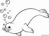 Seals Otarie Swims Mammal Fourrure Automatically sketch template